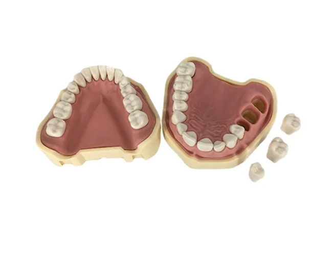Modelo de diente humano de repuesto Typodont de anatomía humana, modelo de diente de ortodoncia falso práctico, modelo de diente Frasaco ANA4