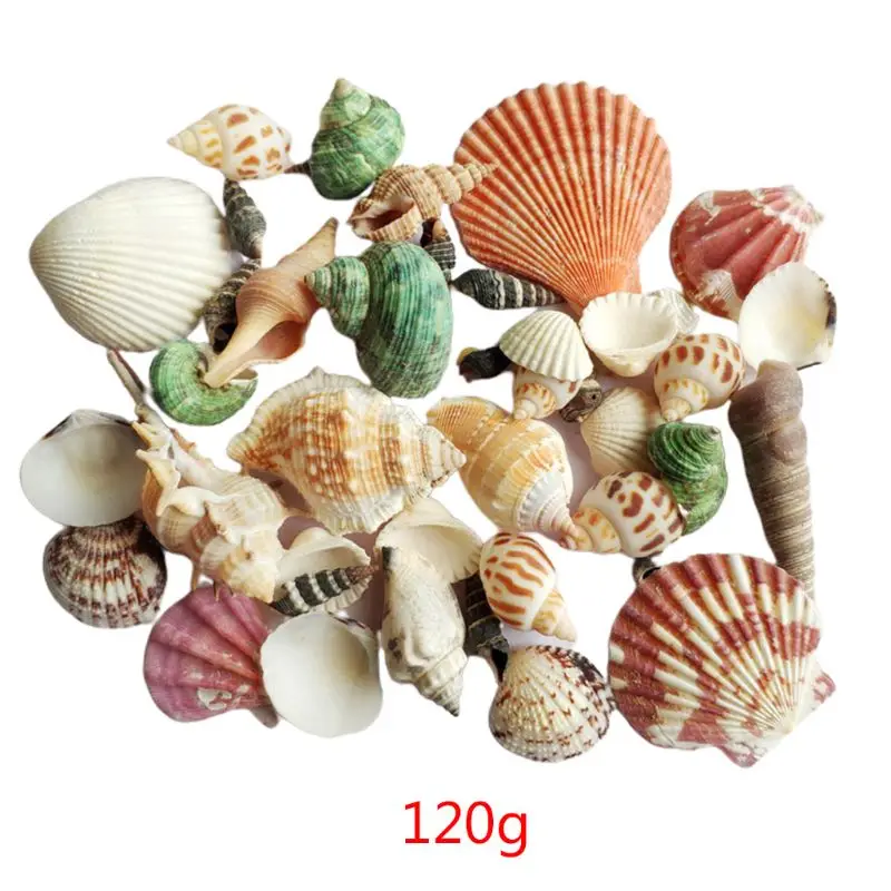 L1EF 120G Natural Seashell Sea Conch Hermit House Aquarium Shells Smortical Crafts Decoration