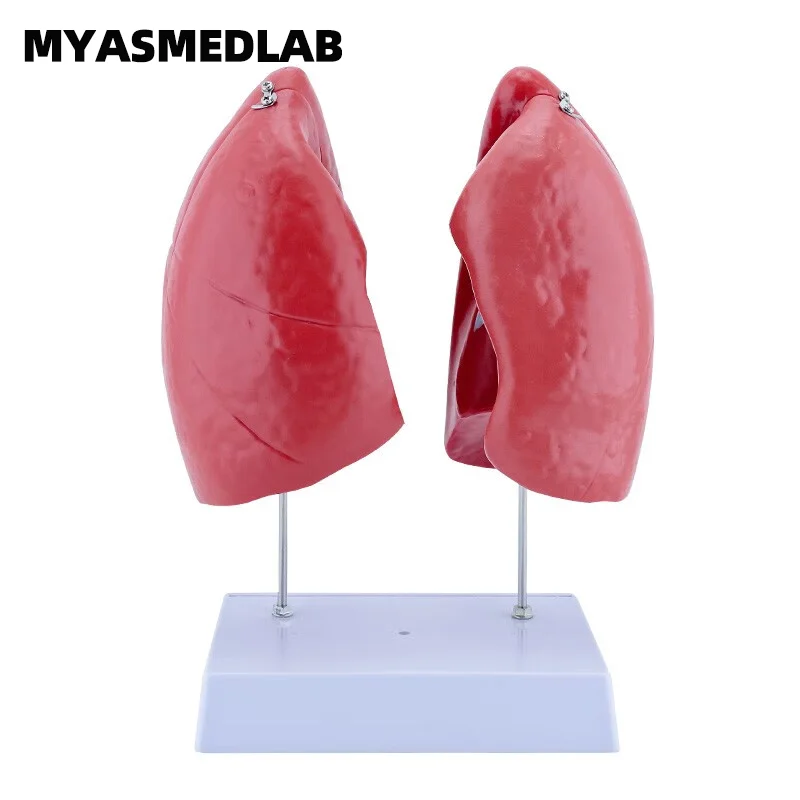 Human Lung Anatomy Model, Lung Dissection Specimen