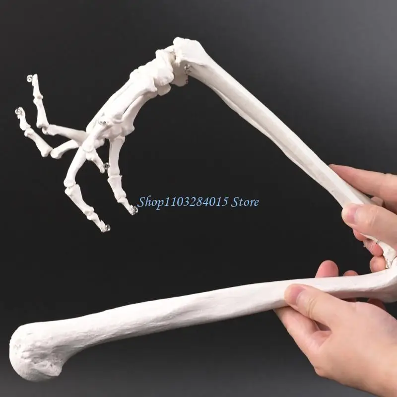 R6FF Left or Right Arm Bone Structure Model Perfect for Teaching and Art Reference