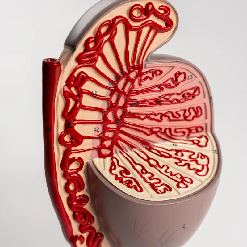 Anatomical model of male human reproductive organ system Teaching model of genital urology