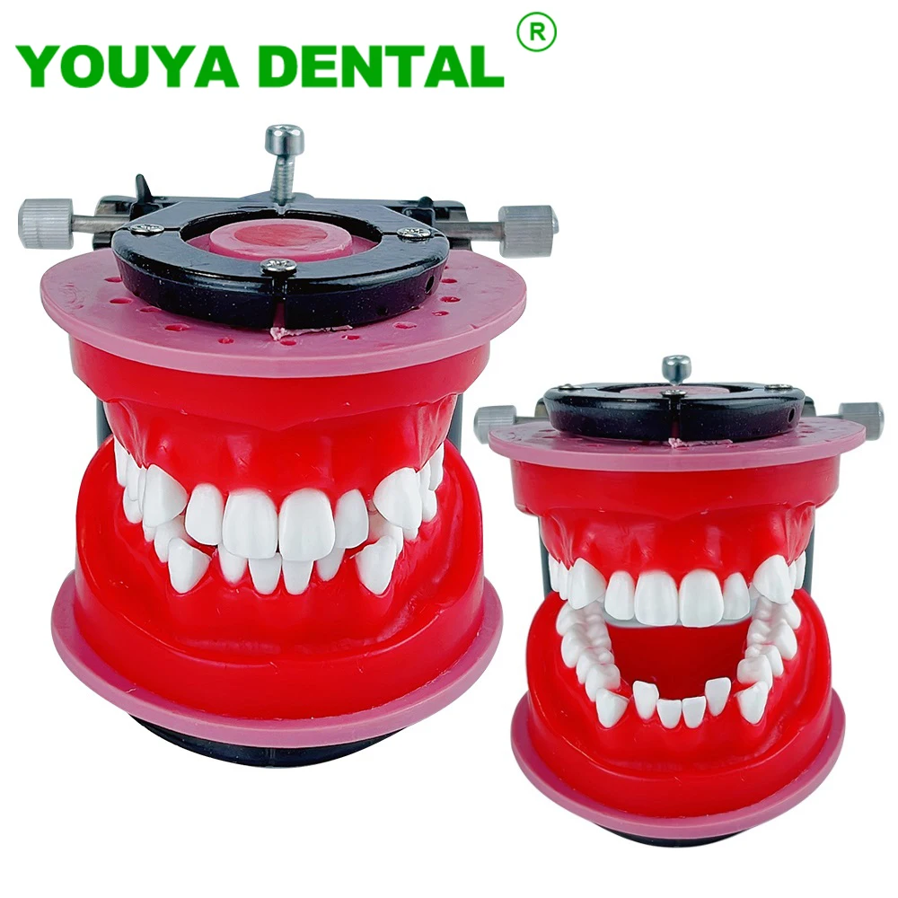 Dental Orthodontic Treatment Model Malocclusion Teeth Typodont Demonstration Tools For Dentist Practice Training Teaching Hot