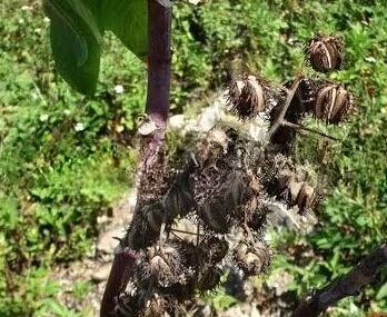 آلة قصف ريسينوس الصغيرة / آلة تقشير حبوب الخروع #4