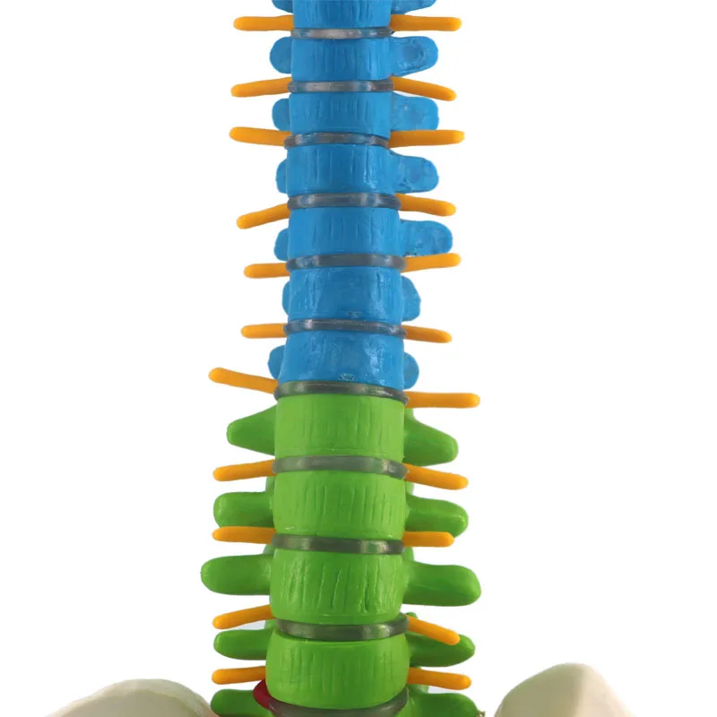 Modelo de vértebra Cervical anatómica humana de 45CM, columna Cervical con arteria para el cuello, disco de hueso occipital y modelos nervios coloridos, nuevos