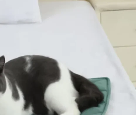 

Охлаждающий коврик для собак, охлаждающий коврик для домашних животных, нескользящая моющаяся подушка с листьями, одеяло для кровати для ящика, автомобиля, пляжа, бассейна, кемпинга