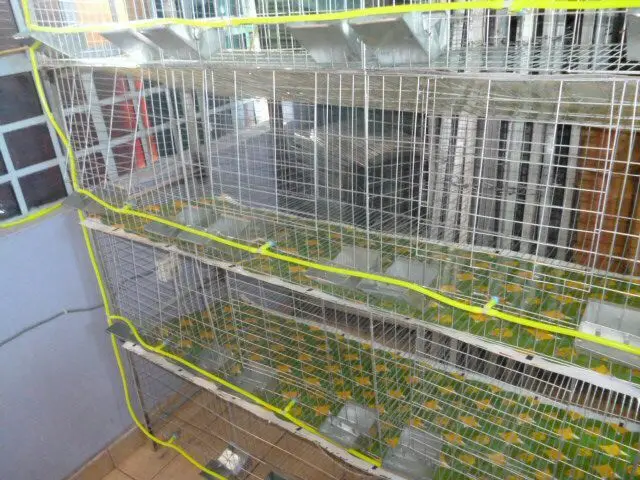 Water System for Rabbit Cages Eco Friendly Outdoor Rabbit Cages Rabbit Cage with Automated Conveyor Belt