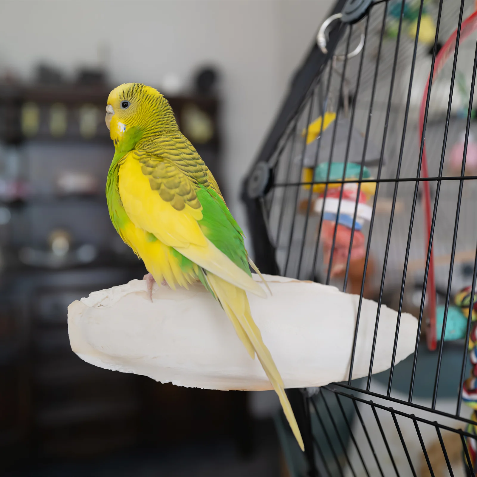 6 Stuks Cuttlebone Vogel Kauwspeeltje Huisdier Traktaties Snavel Grinder Grote Kauwen Molaire Bite Kaketoe Speelgoed