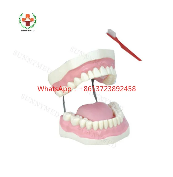 SY-N019 School Larged tooth brushing  Care Model