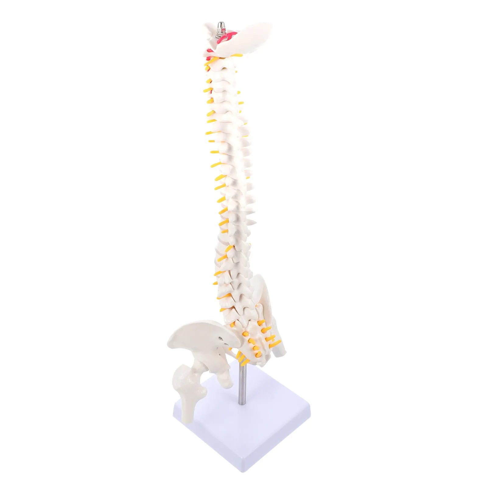 

Анатомическая модель позвоночника человека (1 шт.): гибкий ПВХ-макет для обучения и изучения анатомии позвоночника, копчика и таза
