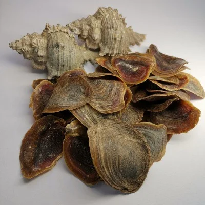 10g Incense Product Natural Sea Dried Operculum Shell Murex Snail Seashell for Sale