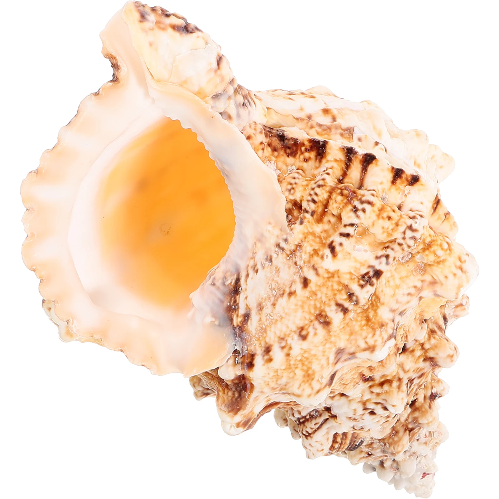 

Large Natural Shell Decoration Fish Tank Aquarium Ornament Creative Home Decor Desktop Craft Conch Adorn For Wedding Diy