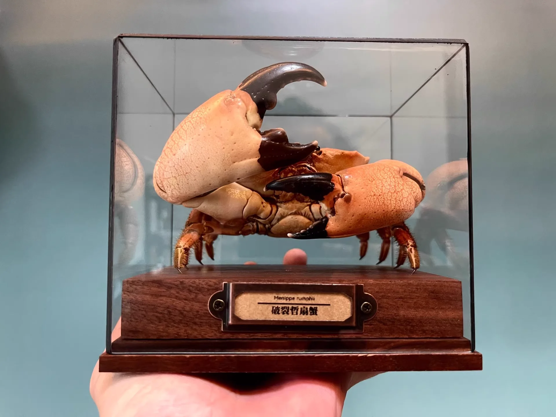 Menippe Rumphii Real Crab Specimen Special Handicrafts Collectors Home Decor Ornament Desk Decoration Customized