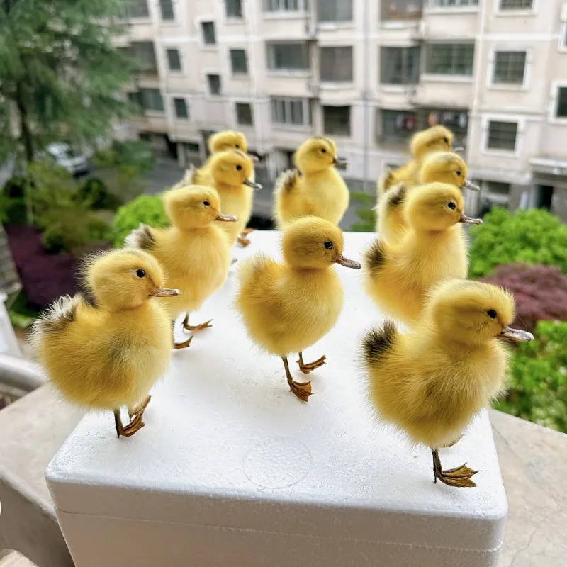 

1pcs filled Eurasian duck/duckling specimen teaching/decorations