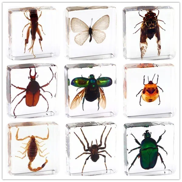 Fine beetle real insect resin specimen locust celestial beetle crab beetle ant bee firefly