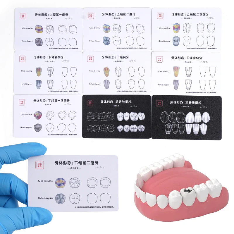 9pcs Dental Composite Filling Practice Board Model Teeth Restoration Cavity Dentist Practice Study Teeth Template