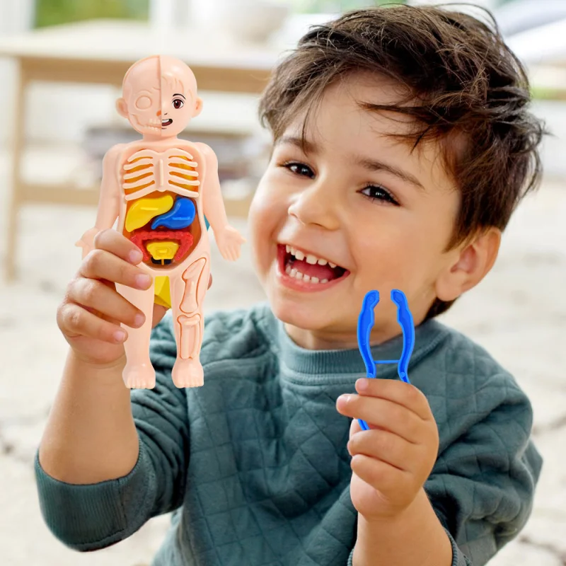 Giocattoli scientifici per bambini Anatomia dell'organo del corpo umano Modello assemblato fai-da-te Strumenti didattici medici per bambini