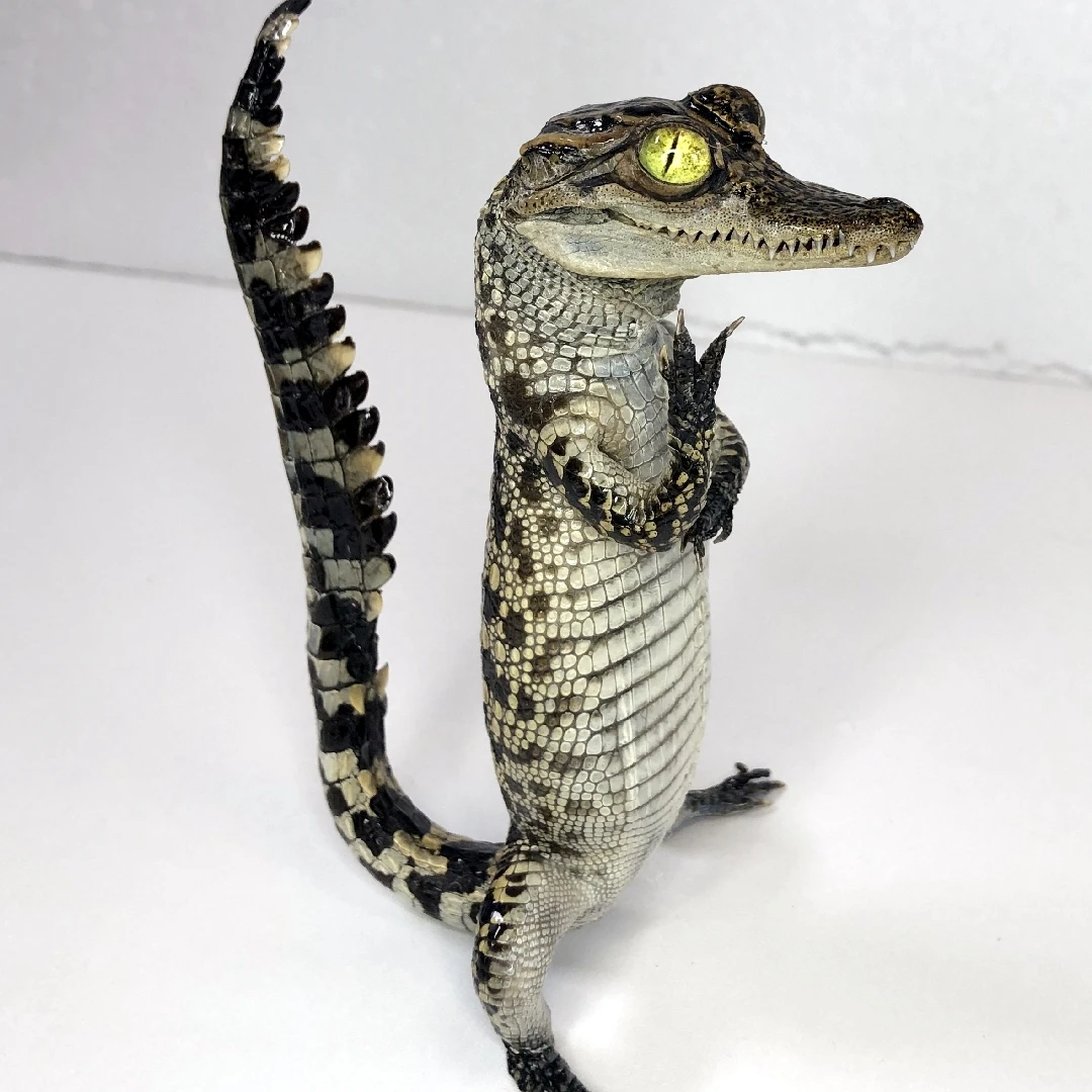 

2196 Handmade Small Crocodile Creative Specimen Decoration Art Sculpture Custom Birthday Gift Room Decoration Art Collection