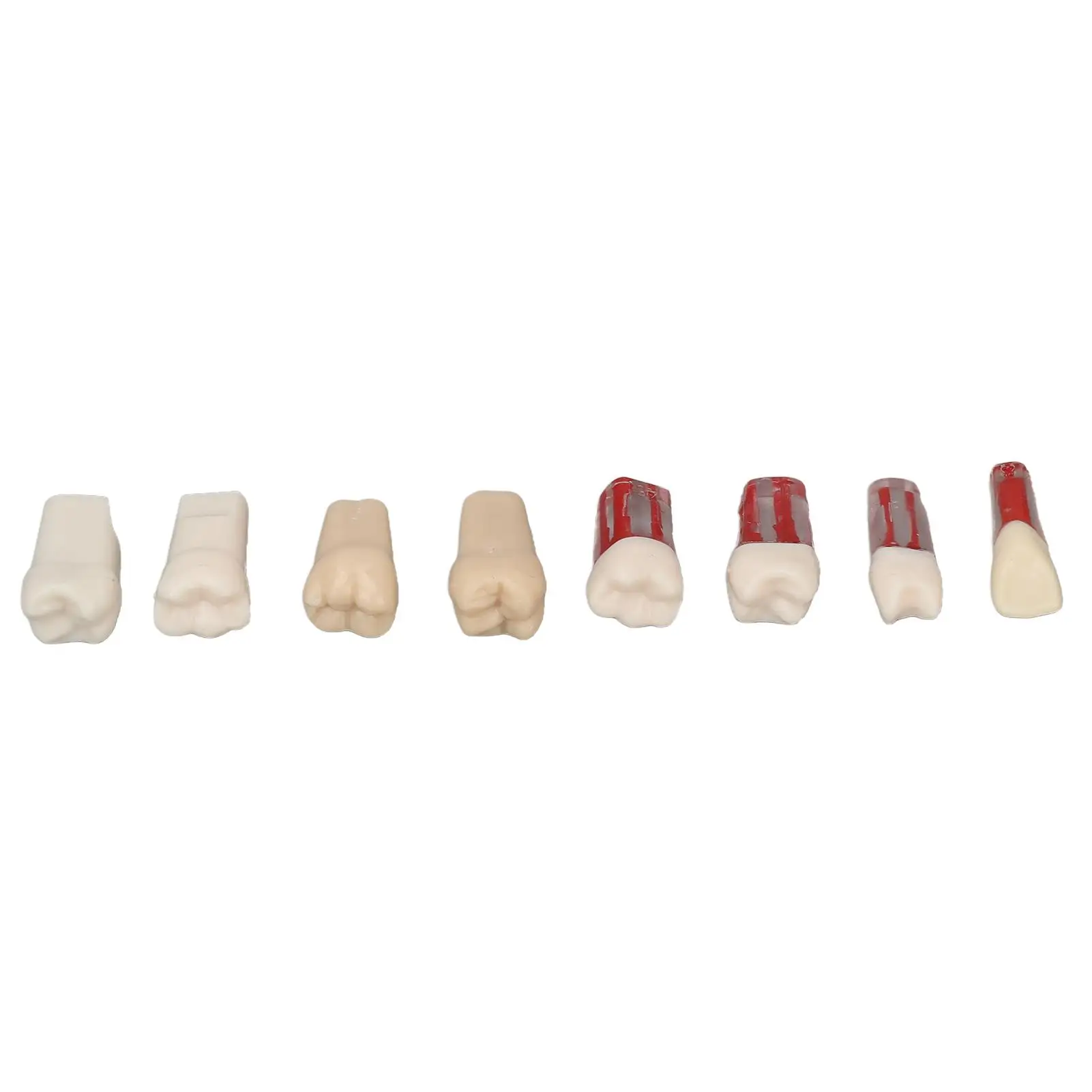 

for dental Teaching Model Root Canal Simulation Resin Teeth for Professional Use in for dental Hospital