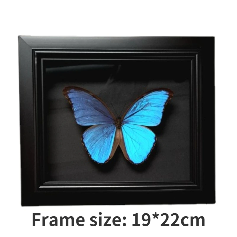 

Butterfly Specimen Real Butterfly Real Specimen Teaching Home Decoration Wedding Holiday Gift Home Decore Christmas Decorations