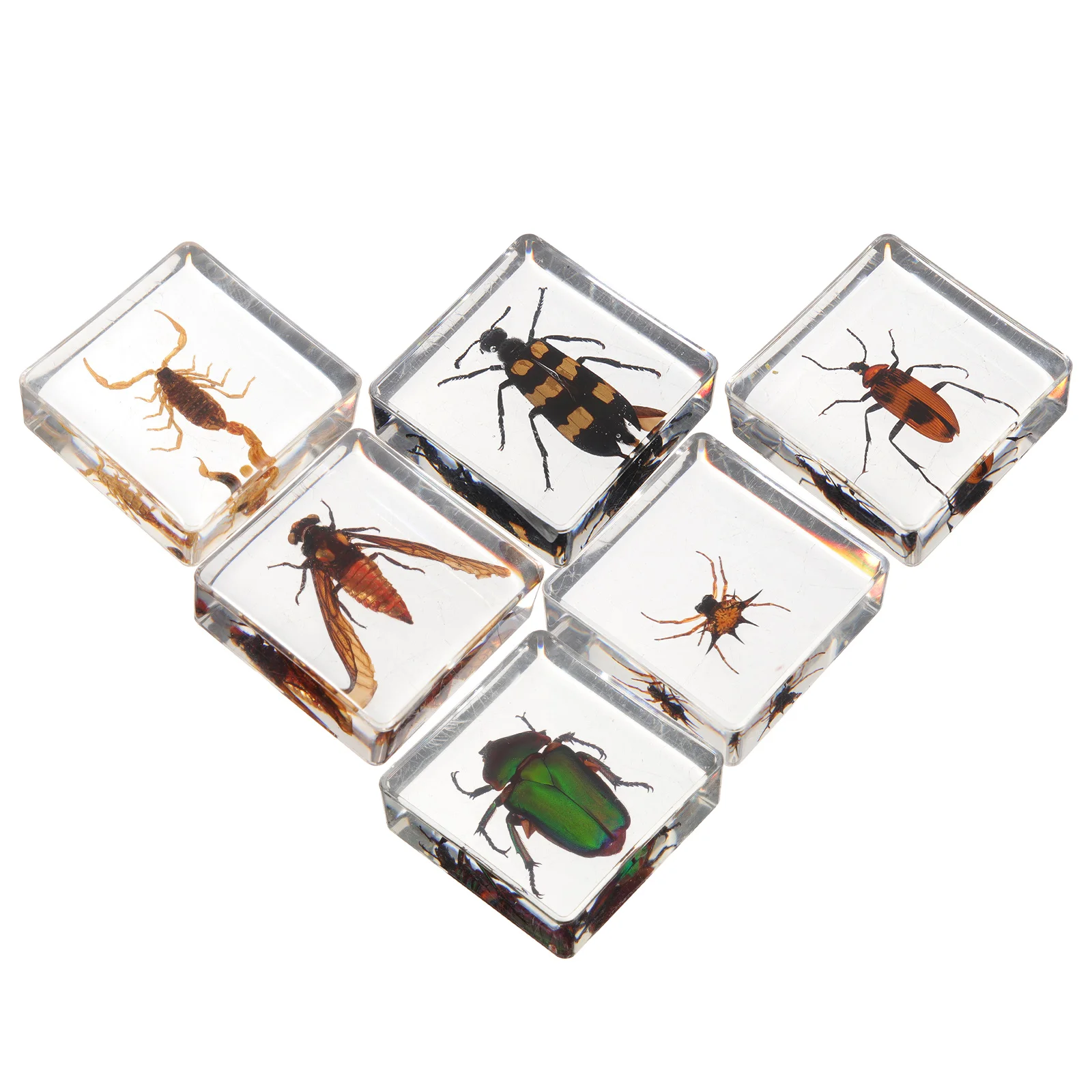 

6 Pcs Insect Specimen Desktop Insects Decoration Indoor Resin Amber Decors for Table Student