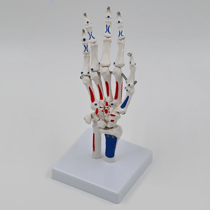 Hand Skeleton Model With Wrist Ulnaand Radius Life Size Skeletal Hand Model Medicals Model Hand Joint Model For School