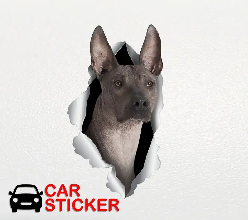 Dog Xoloitzcuintli Car sticker Xoloitzcuintli sticker Dog stickers Dog decals Car decal Funny decal Car sticker decor Auto stick