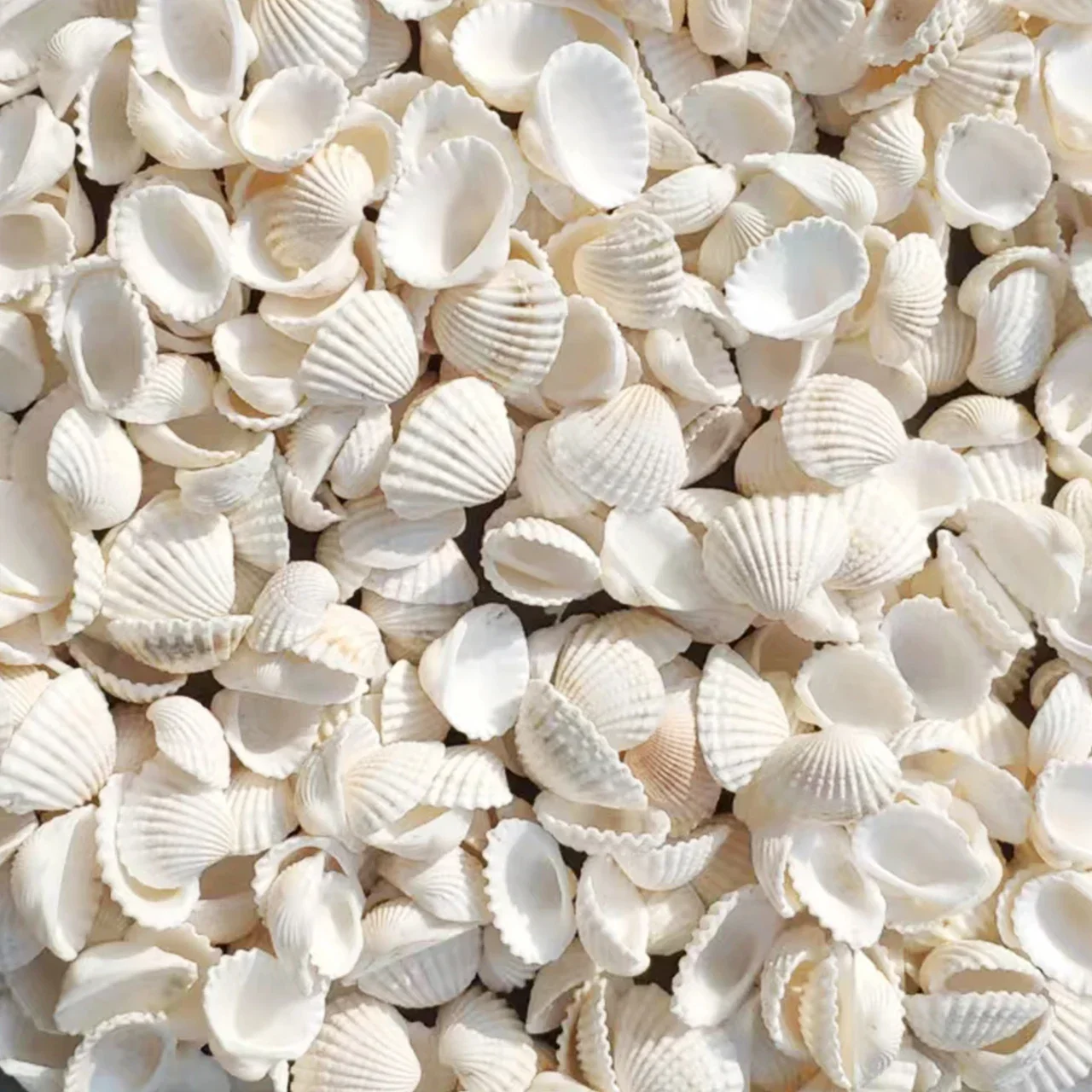 Punch Shell Conch Snow Clam Hair Clam Coconut Shell White Small Shell