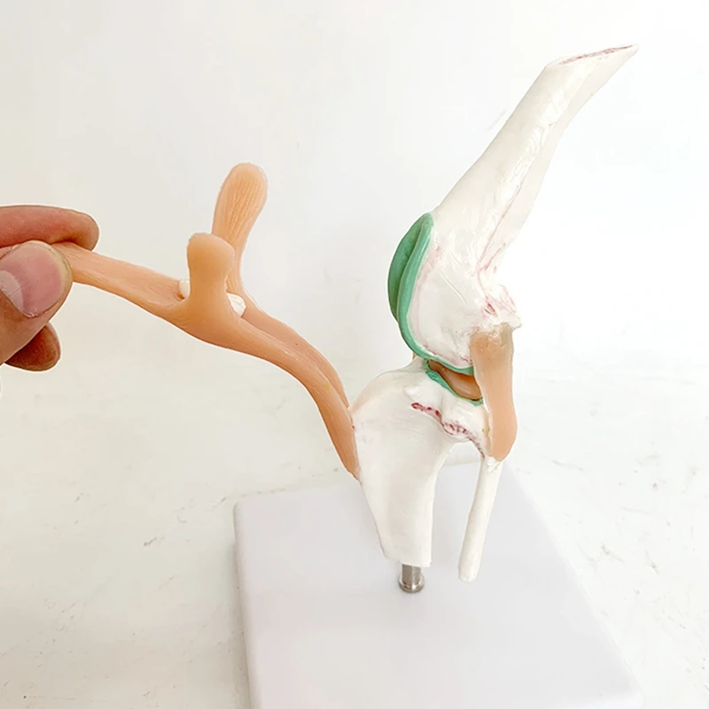 Imagem -03 - Joelho do Cão com Função Ligamentar Modelo de Esqueleto Perfeito para Falar Anatomia Canina