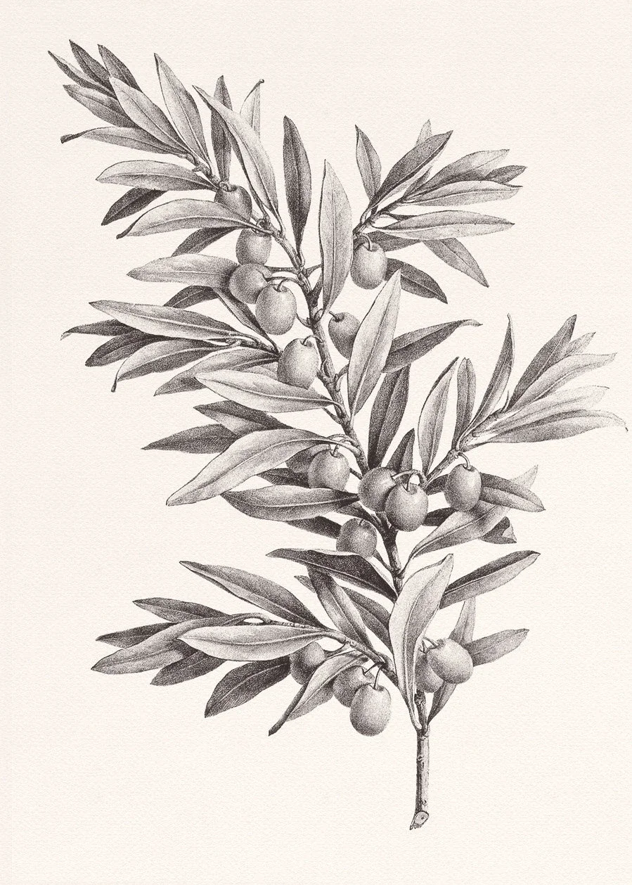 Póster con Dibujo de Ramas de Olivo, Flor de Manzanilla y Ajo, Impresión Vintage, Pintura en Lienzo Botánica para Decoración de Cocina