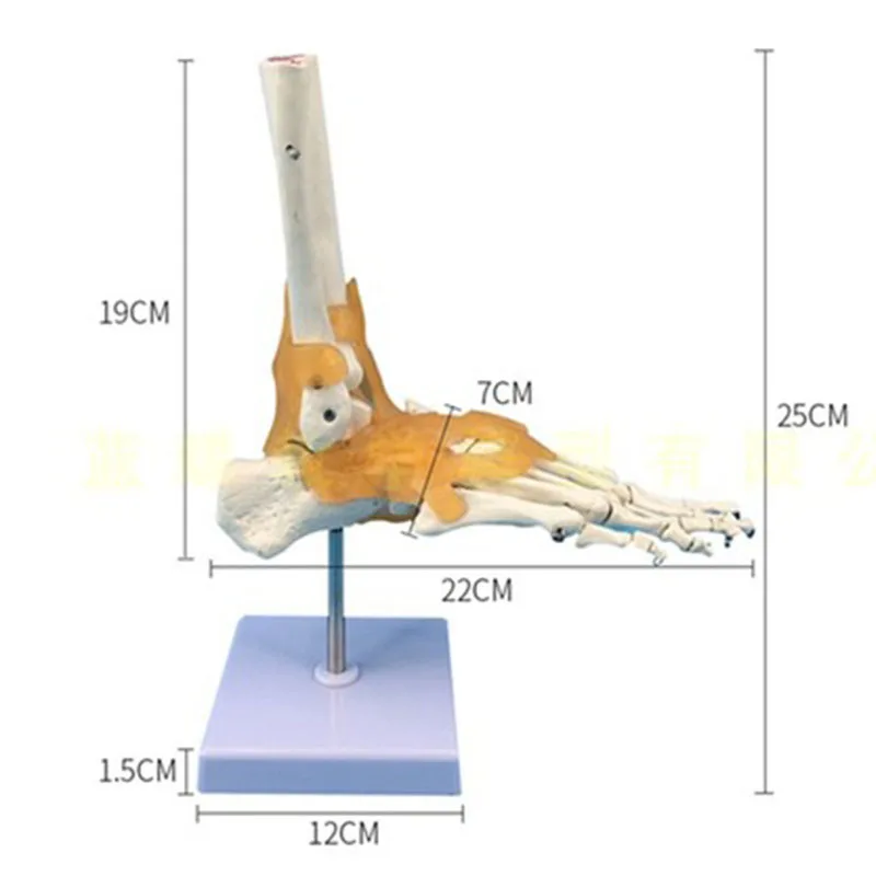 Imagem -06 - Ligamento da Articulação do Tornozelo do pé Humano Anatomia Médica Esqueletonmodel Equipamento de Ensino Livre Postagem