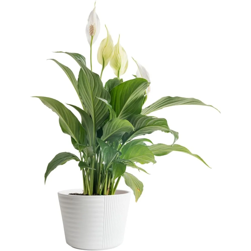 Tanaman Peace Lily Hidup dalam Pot Dekoratif, Tanaman Hias Penjernih Udara untuk Dekorasi Rumah atau Kantor, Tinggi 14-24 Inci
