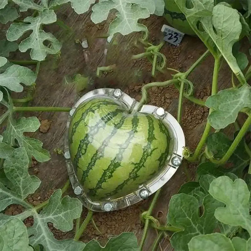 Watermelon Shaping Mold Square Eco-friendly No Deformation Creative Plastic Heart Shape Transparent Shaping Mold for Fruit
