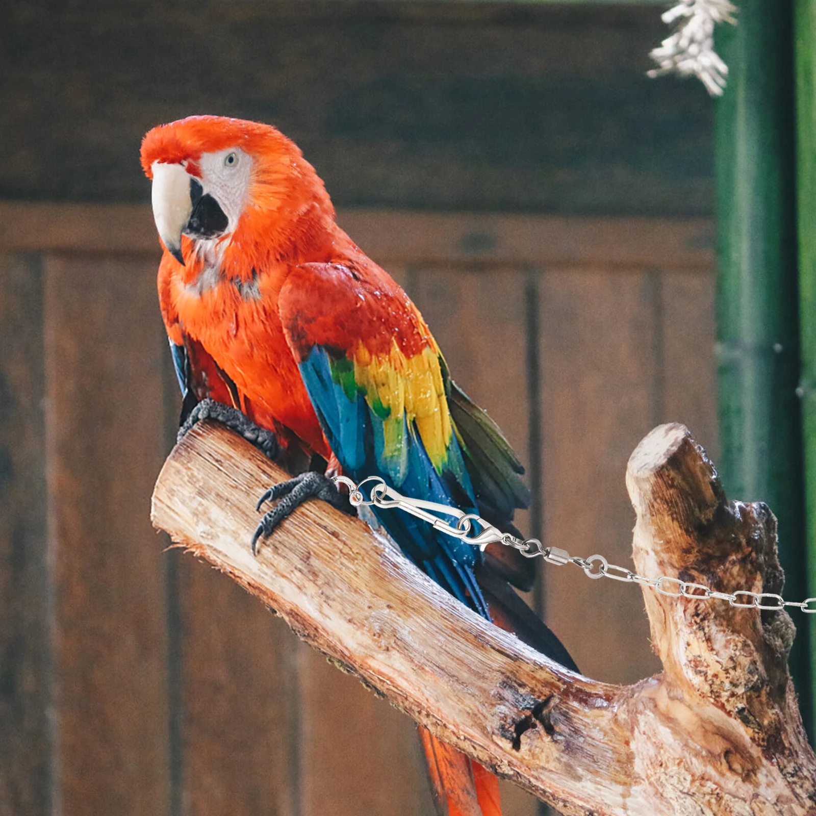 

Parrot Anklet Ring Conure Bird Accessories Moon Supplies Chains Travel