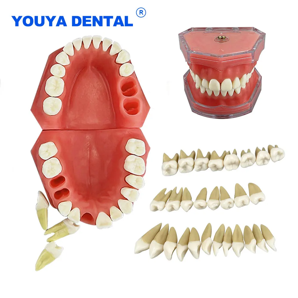 Dientes removibles dentales de goma suave, modelo estándar Typodont para dentistas, estudiantes, enseñanza, investigación, comunicación, práctica de demostración