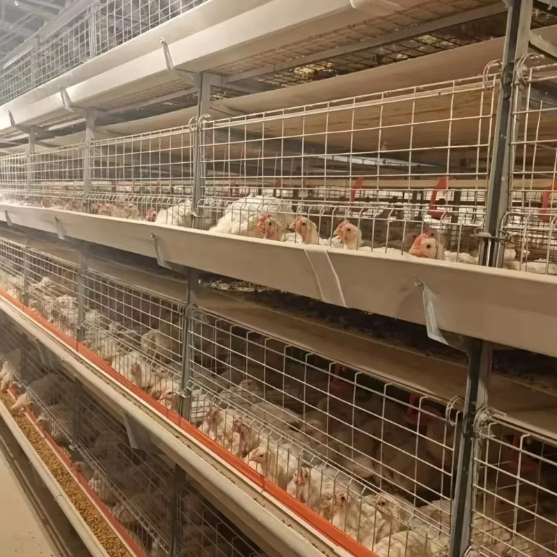 Automatic Layer Chicken Feeding System New Condition Poultry Farming House Equipment