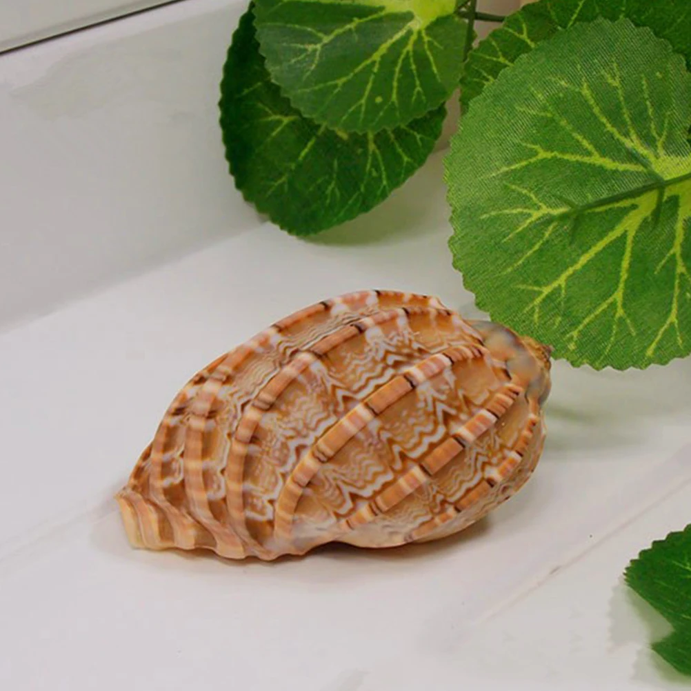 

5Pcs Sea Shell Decor for Aquarium Natural Conch Landscape Accessories Fish Tank Ornament Home Decoration L Size Random Color