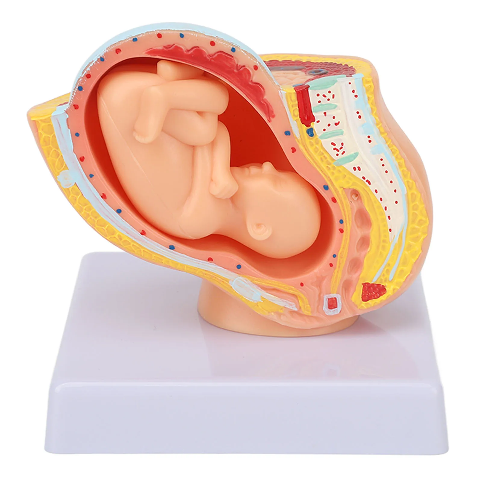 9 Months Baby Fetus Model Pregnant Woman Anatomical Pelvis Model Removable Pregnancy 9 Months Baby Fetus Model for Teaching Aid