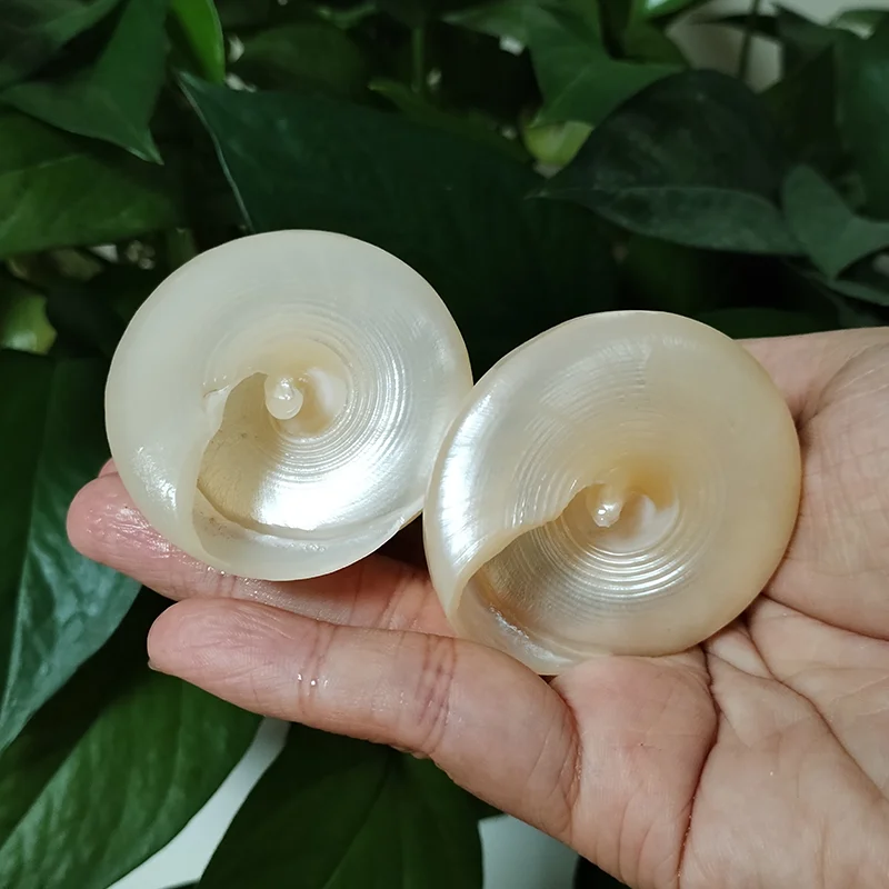 2 PCS Natural White Pearl Tower Snail Fluorescent Sea Shell Specimen Snail Hermit Crab Fish Tank Aquarium Decoration Kids Gifts