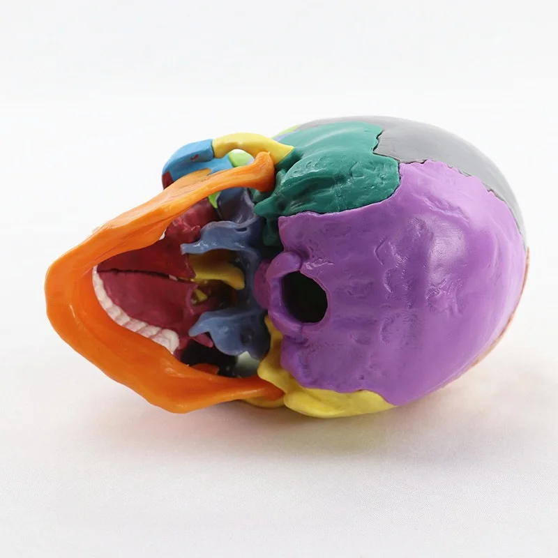 Disassembled Skull Model Anatomical Detachable Human Model for Study Learning Color Medical Model Desktop Ornament
