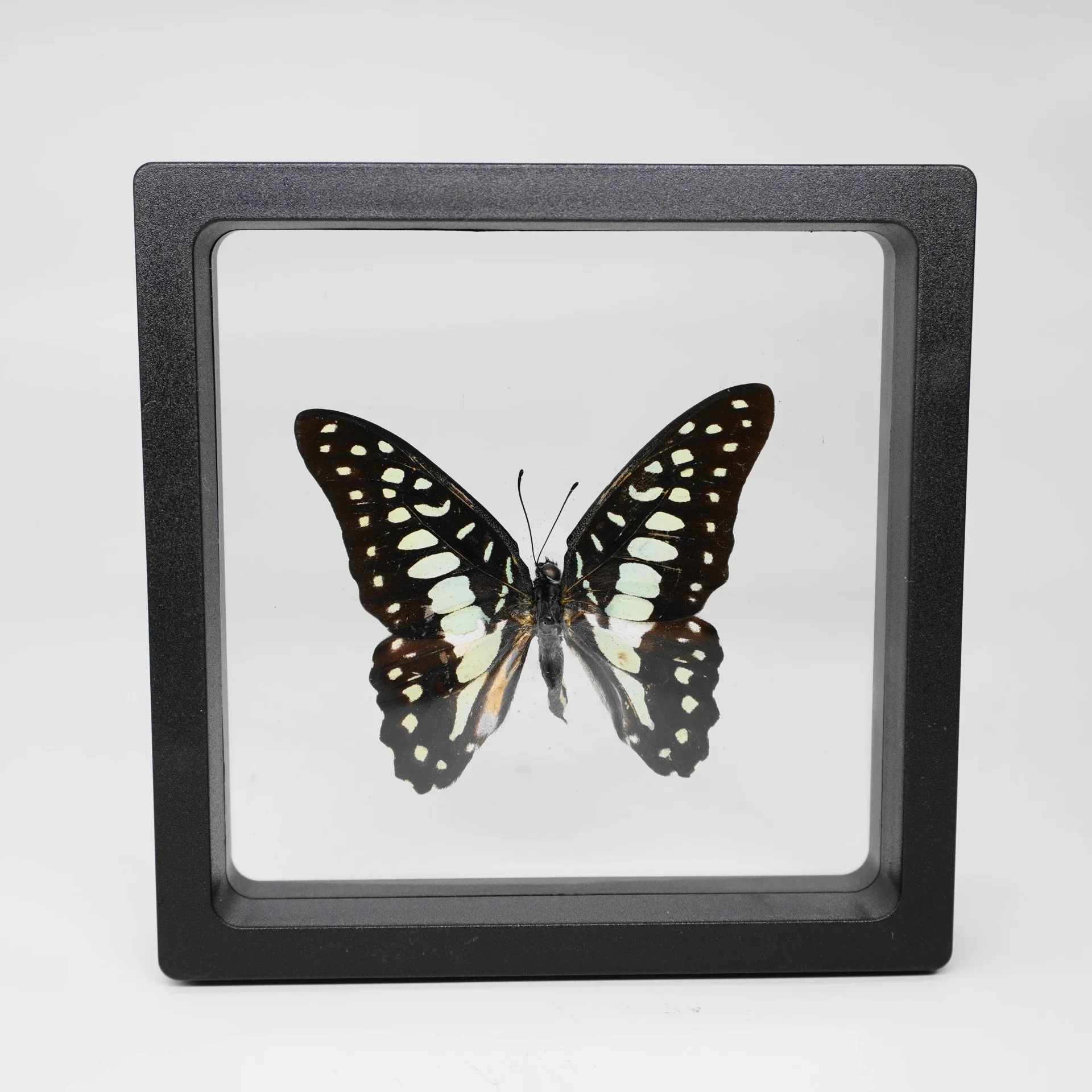 2 Stuks 40 Soorten Echte Vlinder Exemplaren Fotolijst Kantoor Thuis Desktop Boekenplank Ornamenten Zoekcollectie Display Cadeau