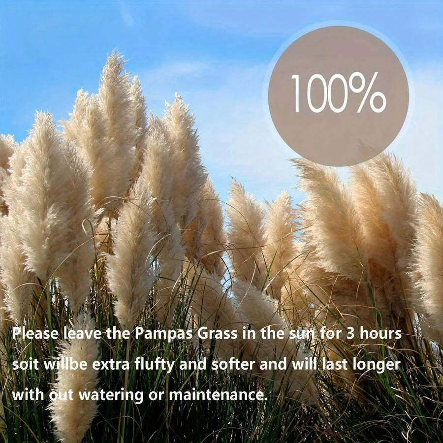 5 Stalks Of Tall Fluffy Pampas Grass 39 Inches Tall Pampas Grass Bouquet Weddings Homes Parties Office Valentine Day - Image 6