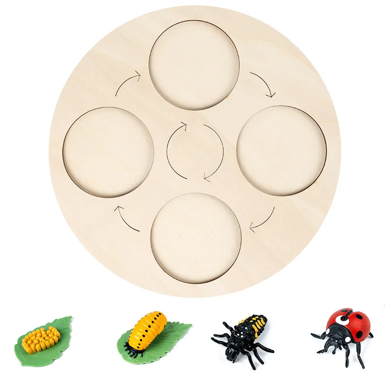 Montessori Simulation Life Cycle Board Animal Plant Life Growth Cycle Model Biology Science Teaching Aids Insect Cognitive Toys