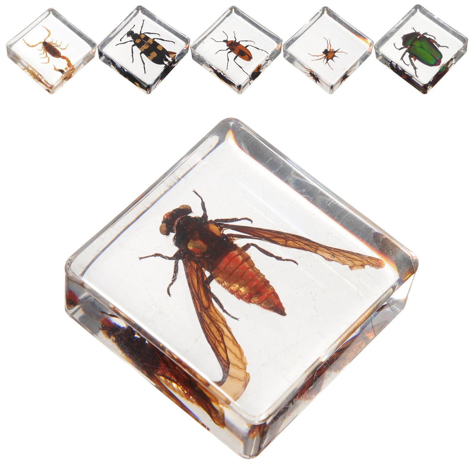 

6pcs Insect Book Town Resin Specimen Crafts for Students Indoor Decorations Desktop Ornament Home Adornment Piece
