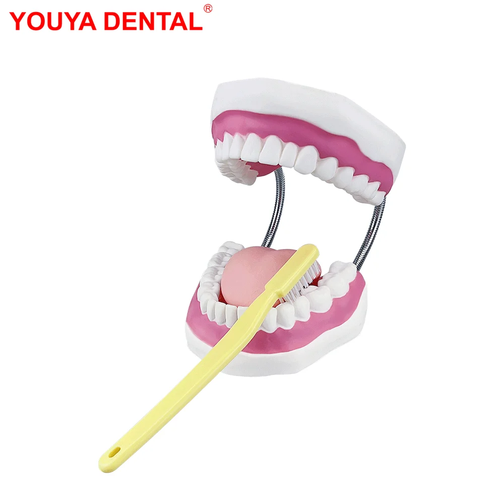 

6 Times Big Mouth Model With Teeth And Tongue Large Dental Model With Toothbrush Tooth Brushing Study Model For Teaching Display