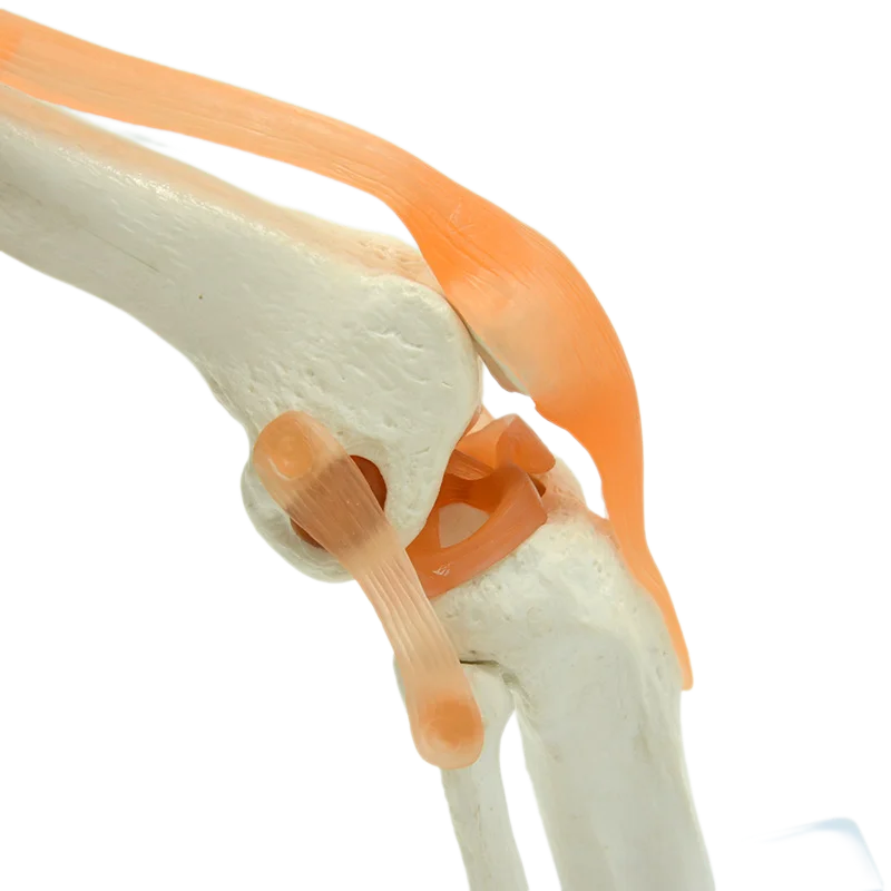 1:1 Flexible Knee Joint Model with Ligaments and Base Femur Tibia and Fibula Bone Anatomy Model Medical Teaching