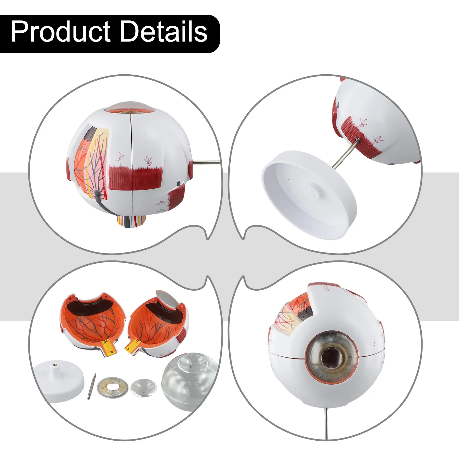 Detachable Eyeball Model Human Eyeball Model Realistic Eyeball Model Realistic Eyeball Model For Teaching 10cm X 25cm 6x Size