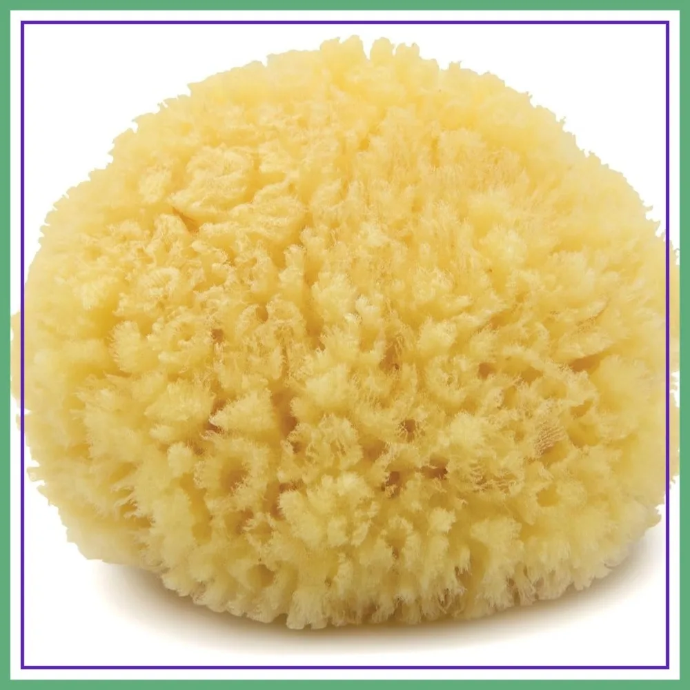 

Neptune Caribbean Sea Sponge, Medium 5-6 Inch, Hand Processed, Natural & Eco-Friendly Bath Sponge