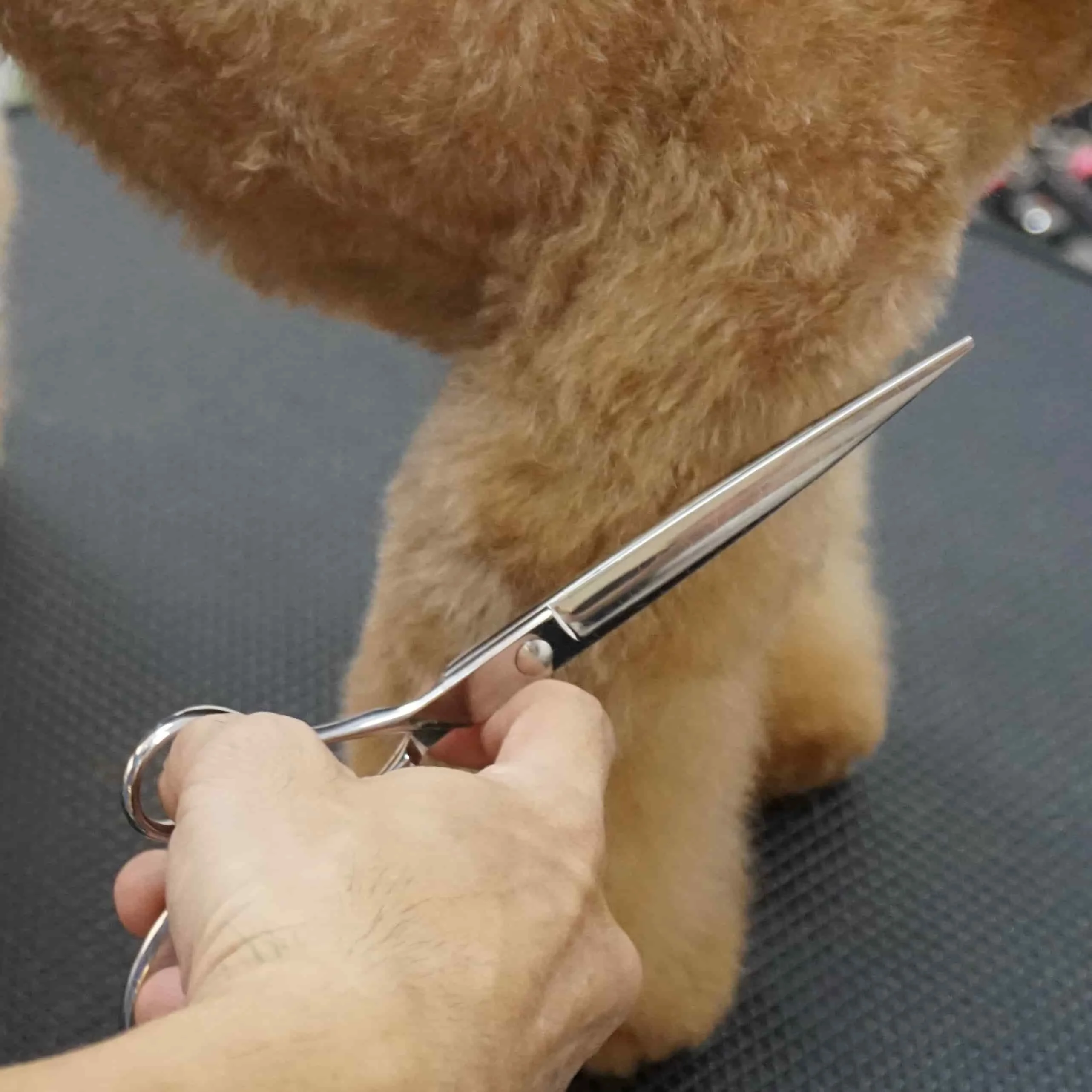 Top Haustier Schere Produkte 2022 Hunde pflege Schere Kit