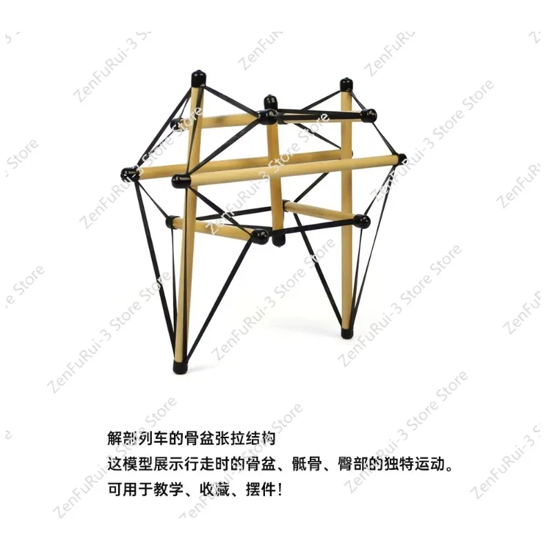 Anatomie-Züge, strukturelle Integration, Tensegrity, Beckenspannung, Modellstruktur, Rehabilitation, Faszien, Spannung, Lehrmittel