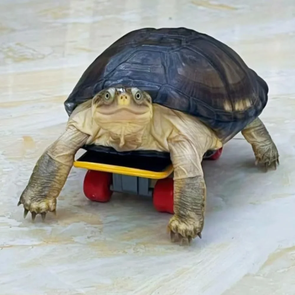 

Natural Turtles Small Skateboard Puzzle with 2 Feeding Ball Tortoise Finger Skate Board Interactive Fruit Vegetable Holder